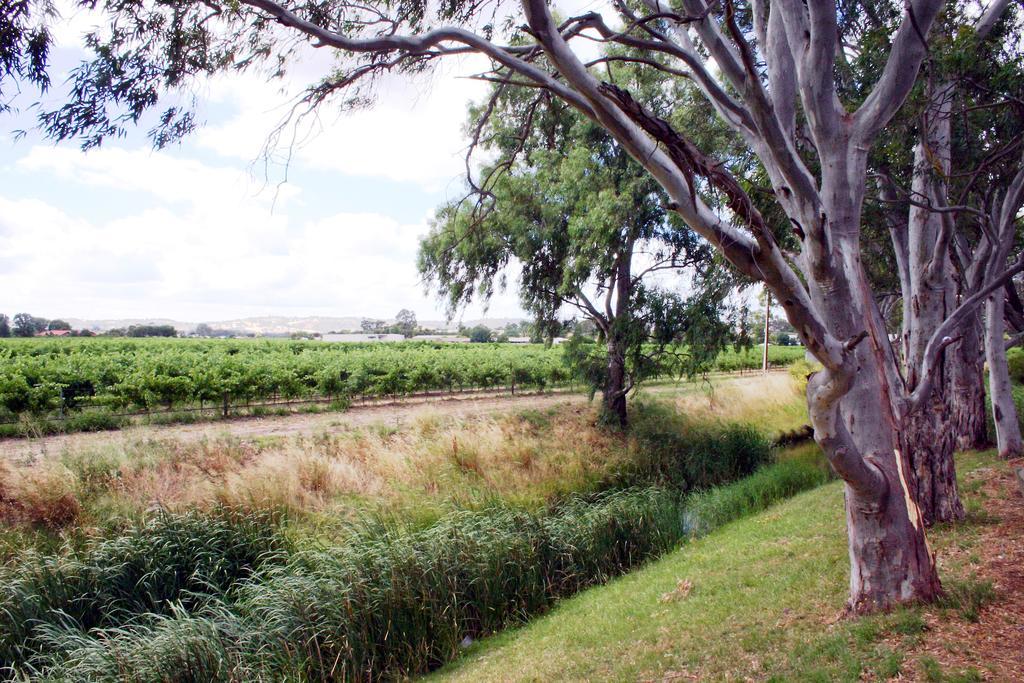Vine Inn Barossa Nuriootpa Εξωτερικό φωτογραφία