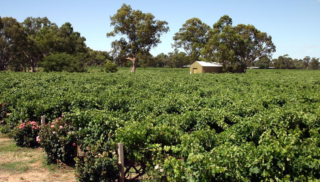 Vine Inn Barossa Nuriootpa Εξωτερικό φωτογραφία